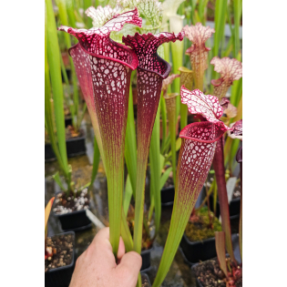 SL13 Sarracenia leucophylla -- large pink lipped,Apalachicola x SX102 S.x areolata giant﻿ CLA