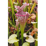 SXM01 S.x Moorei -- `Leah Wilkerson’ x SXM31 S.x Moorei -- `Adrian Slack’ cl2 - 6067