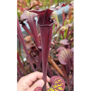 S. flava var. rubricorpora x S.alata -- Red Tube