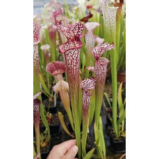 SX101 Sarracenia Wilkerson's Red -- open pollinated x SXM64 S.x Moorei -- 'Helen Mary'