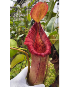 Nepenthes (lowii x macrophylla) x robcantleyi BE 4022
