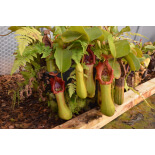Nepenthes truncata Pasian - 6075