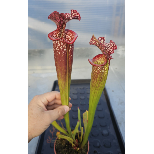 Sarracenia 'Voile Écarlate'