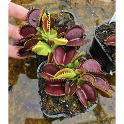Dionaea southwest giant-Dionaea