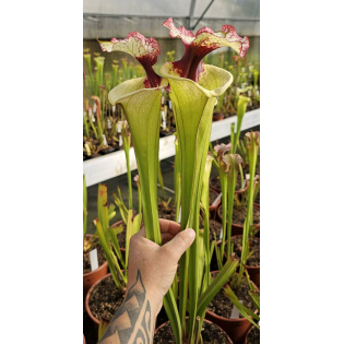 Sarracenia 'Legacy'