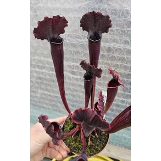 Sarracenia x 'Thomas'