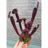 Sarracenia x 'Thomas' - 6087