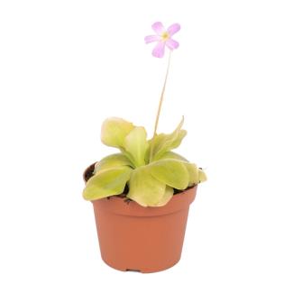 Pinguicula weser