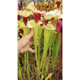 SXM01 S.x Moorei -- `Leah Wilkerson’ x SXM31 S.x Moorei -- `Adrian Slack’  CLA sbra