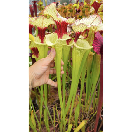 SXM01 S.x Moorei -- `Leah Wilkerson’ x SXM31 S.x Moorei -- `Adrian Slack’  CLA sbra