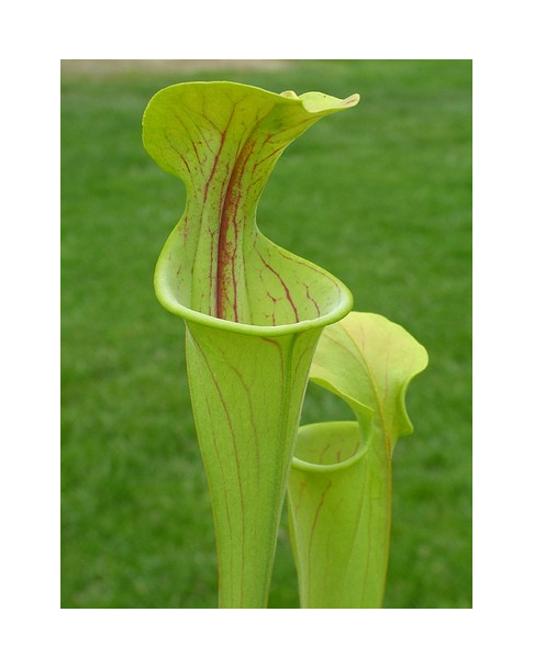 S. oreophila -- green form,Dekalb Co,P.Wilson