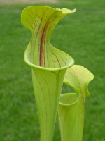 S. oreophila -- green form,Dekalb Co,P.Wilson