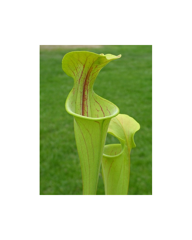 S. oreophila -- green form,Dekalb Co,P.Wilson S. oreophila -- green form,Dekalb Co,P.Wilson