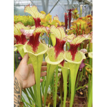 SXM01 S.x Moorei -- `Leah Wilkerson’ x SXM31 S.x Moorei -- `Adrian Slack’  CLA sbra - 6090