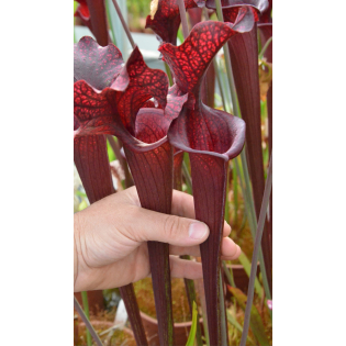 SL04 S. leucophylla -- helmut´s Delight x SFO10 S. flava var. ornata -- solid red throat.