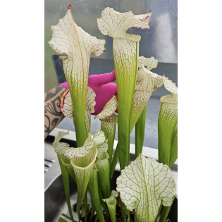 SX128 S. "Pink Thing" x  SX65a S. (S.alata x S.leucophylla -- Red & Gold) x S.x moorei -- 'Leah Wilkerson