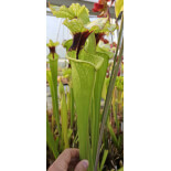 SXM61 S.x Moorei -- “Timothy King” x SXM74 S.x Moorei "A Porais" CLA - 6093