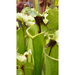 SXM61 S.x Moorei -- “Timothy King” x SXM74 S.x Moorei "A Porais" CLA - 6094