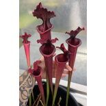 Sarracenia x Moorei -- Very large, Norman Parker x S. leucophylla -- burgundi Clone SX113A - 6095