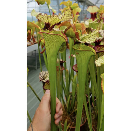Sarracenia x moorei Santa Rosa Co, big mouth