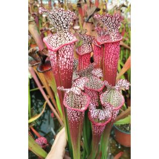 S. leucophylla -- 'Dionne' (Ries van Ool)