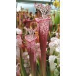 S. leucophylla -- 'Dionne' (Ries van Ool) - 6098