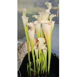 S. leucophylla -- “Hurricane Creek White relic” x “Hurricane Creek White clone f" - 6099