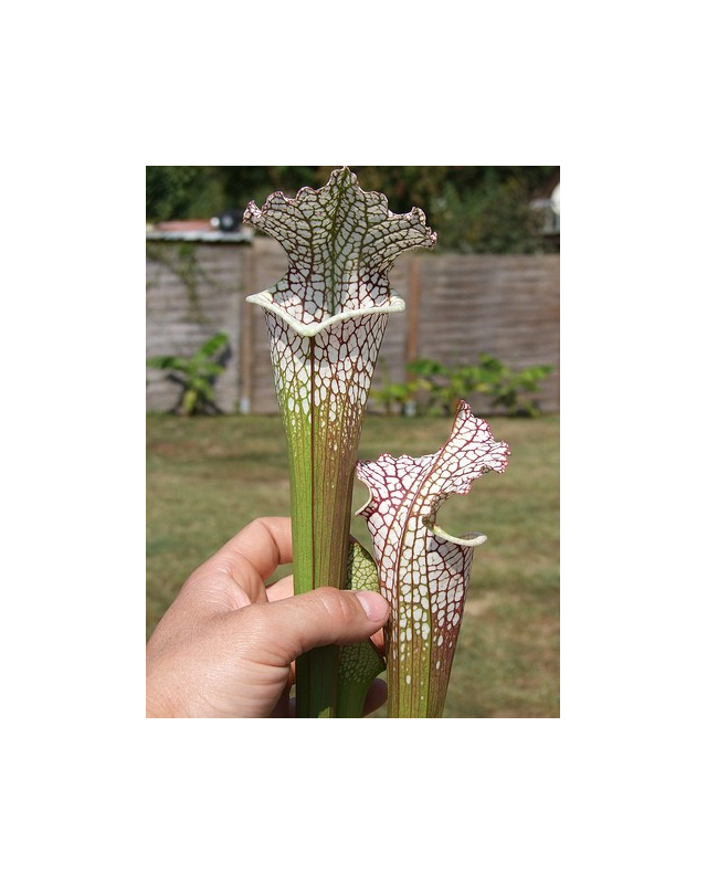 S. leucophylla -- 'Cronus' (Titan tm), Botanique (L47,MK)