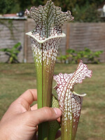 S. leucophylla -- 'Cronus' (Titan tm), Botanique (L47,MK)
