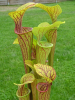 S. oreophila -- giant form