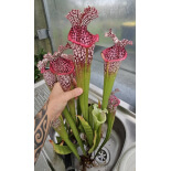 S. 'Pink Ondine' - 6102