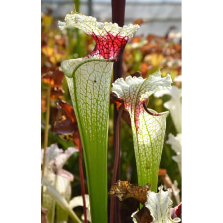 Sarracenia 'Red eye'