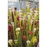 Sarracenia 'Iamsatyricon' - 6106