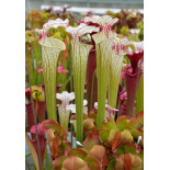 Sarracenia 'Iamsatyricon' - 6107