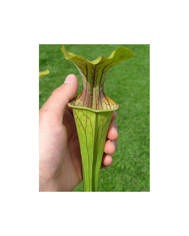 S. oreophila -- giant form