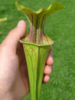 S. oreophila -- giant form