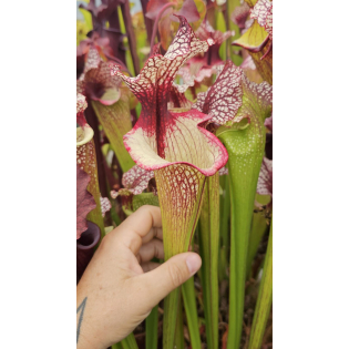 Sarracenia 'Tyrex'