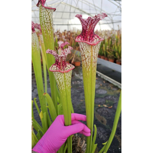 Sarracenia leucophylla -- large pink lipped,Apalachicola,W,(PW) (L18,MK) x S. x moorei 'Silvia Luise'