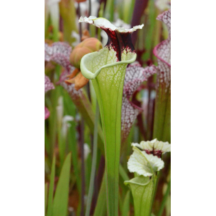Sarracenia x Moorei "A Porais"