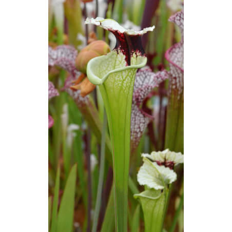 Sarracenia x Moorei "A Porais"