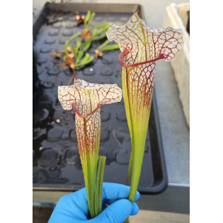 SX137 S. x 'Skywatcher' x  SX65a S. (S.alata x S.leucophylla -- Red & Gold) x S.x moorei -- 'Leah Wilkerson'