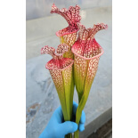 SL13 S. leucophylla -- large pink lipped,Apalachicola x SXM63 S.x Moorei -- ‘’Elizabeth Aydon’’, (H193,MK) - 6118