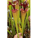 SF010 S. flava var. ornata -- solid red throat (MK F88) x SXM61 S.x Moorei -- “Timothy King” cl2 - 6120