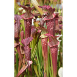 (SOP09 S.leucophylla -- Red x S.flava var. rubricorpora) x SL25 S. leucophylla -- pink lip, Appalachicola National Forest - 6121