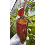 Nepenthes ampullaria x (spectabilis x talangensis) BE-3738 - 6126