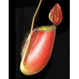 Nepenthes ampullaria x (spectabilis x talangensis) BE-3738 - 6127
