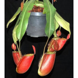 Nepenthes ampullaria x (spectabilis x talangensis) BE-3738 - 6128