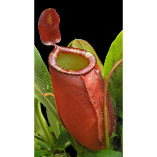 Nepenthes ampullaria x (spectabilis x talangensis) BE-3738