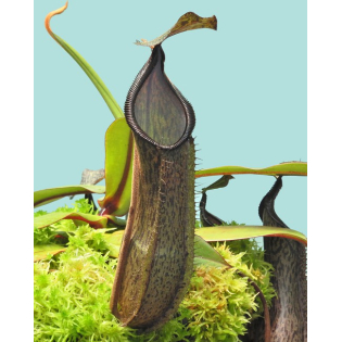 Nepenthes ramispina x hamata BE-4569