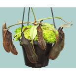 Nepenthes ramispina x hamata BE-4569 - 6131